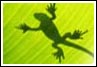 LizardTech Launches Genuine Fractals 4.0