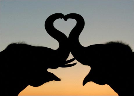 Elephant Valentine (not Photoshopped)