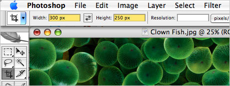 Photoshop Tip: Crop & Resize In One Step