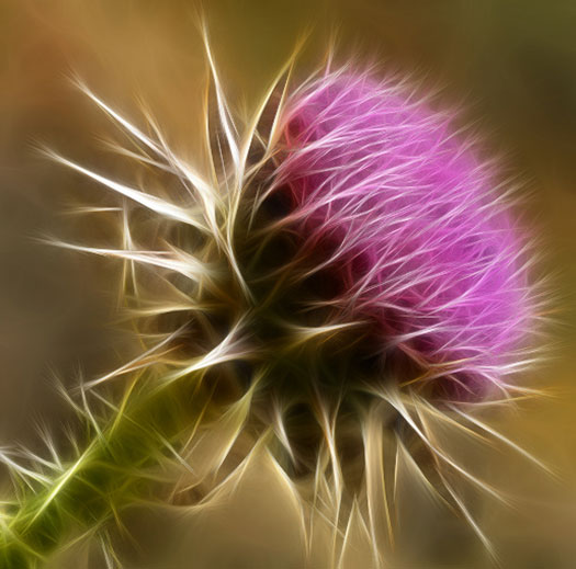 Fractalius Fractalius