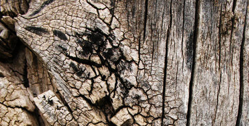 Free Tree Bark Textures From BittBox