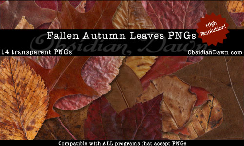 fallen leaves