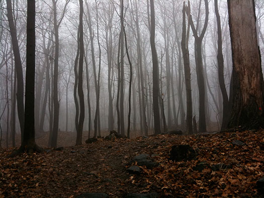 iPhone, Forest, Winter, Fog, Trees