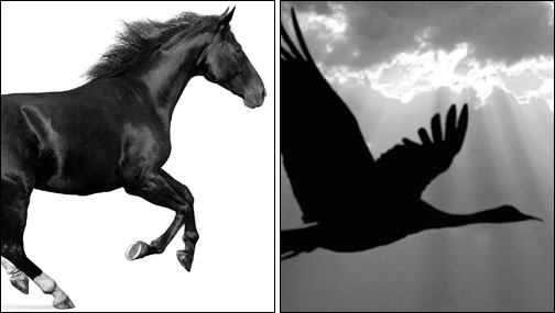 Put Wings On A Horse With Masking Techniques - Free HD Photoshop Tutorial Video