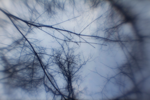 Free Textures From Bittbox: Surreal Tree Branches