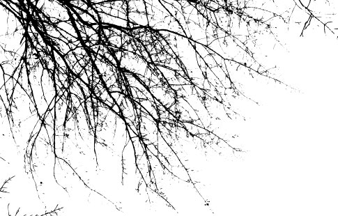 From Bittbox: 5 free Vectorized Tree Branch Brushes for use in Photoshop